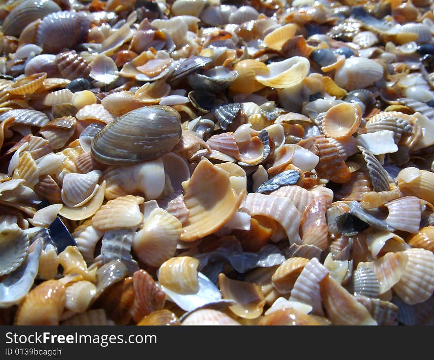 Beautiful shells background. Near the sea. Beautiful shells background. Near the sea.