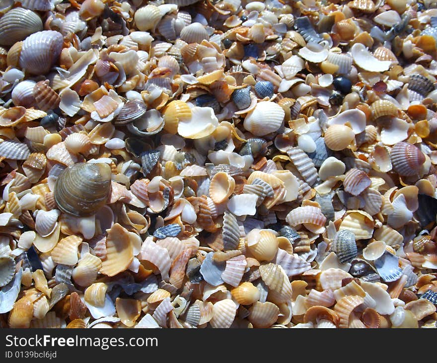 Beautiful shells background. Near the sea. Beautiful shells background. Near the sea.