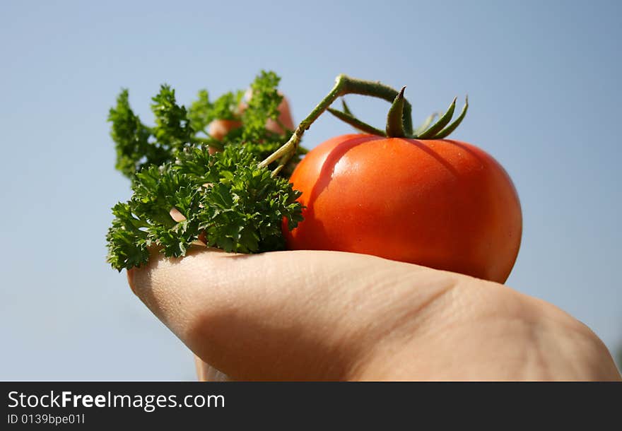 Gardener vegetables