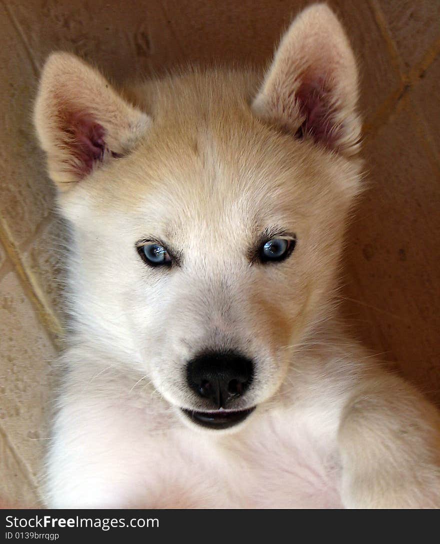 Cute smart little white husky. Cute smart little white husky