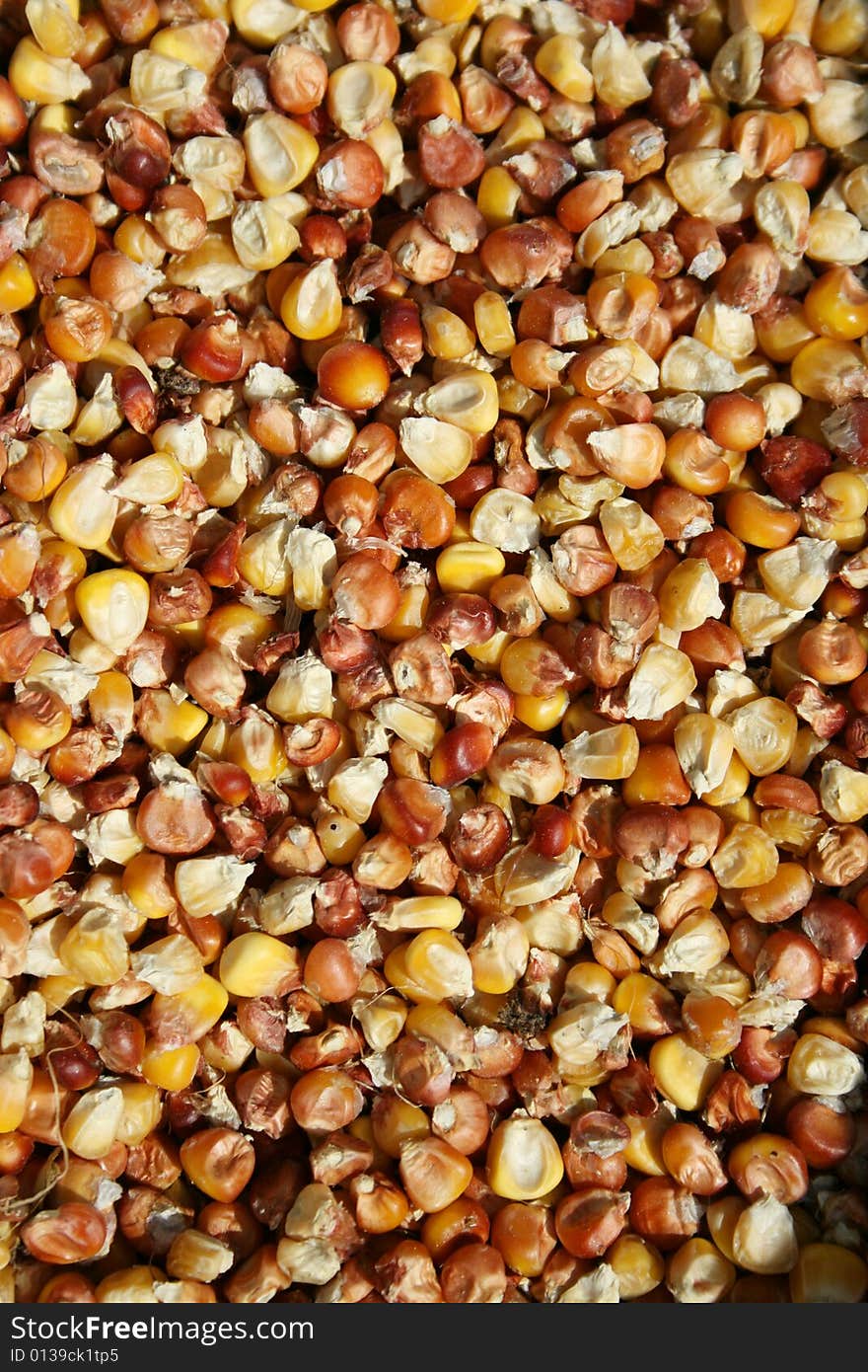 Corn seeds macro, can be used as a background