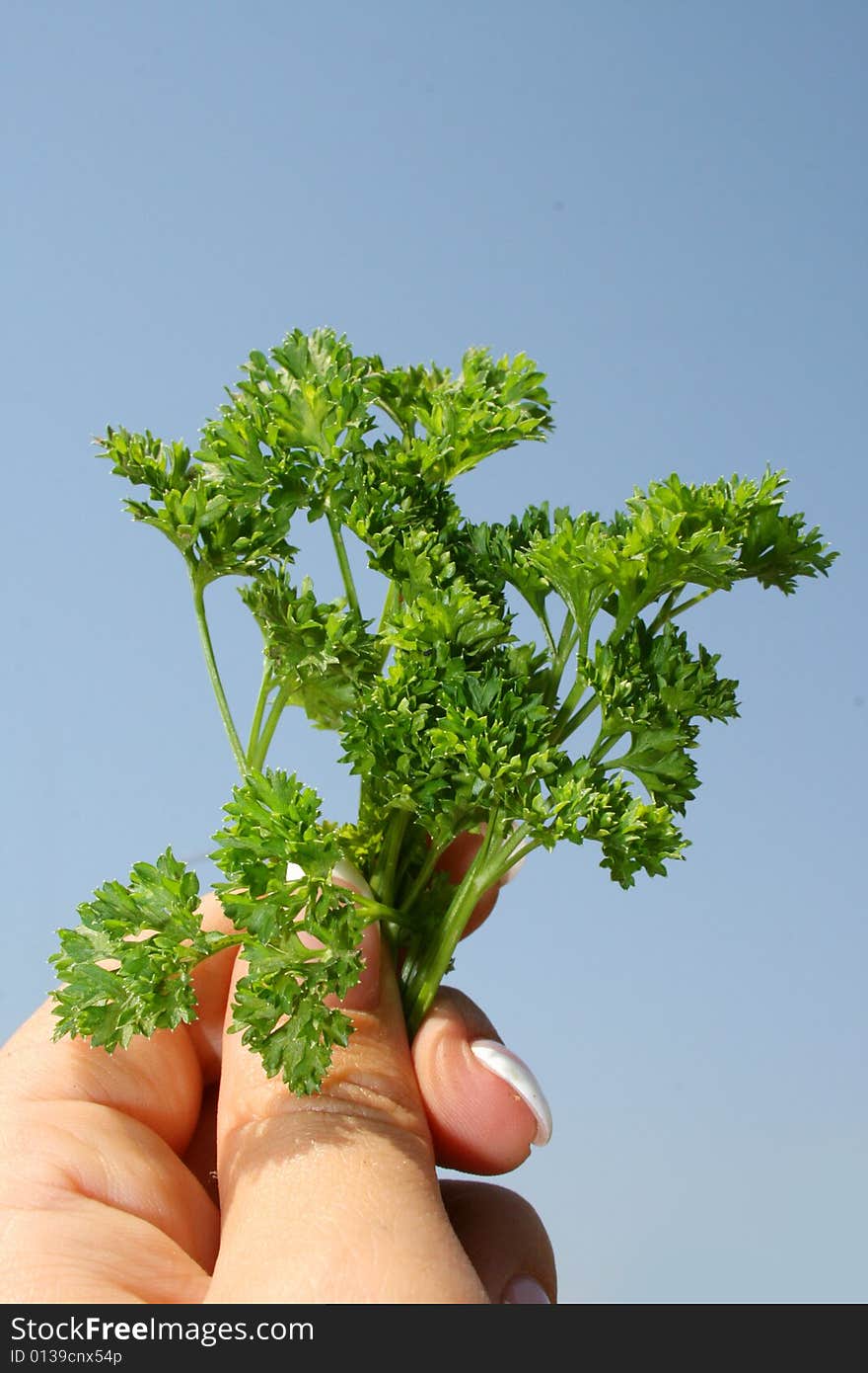 Parsley in hands on a blue background