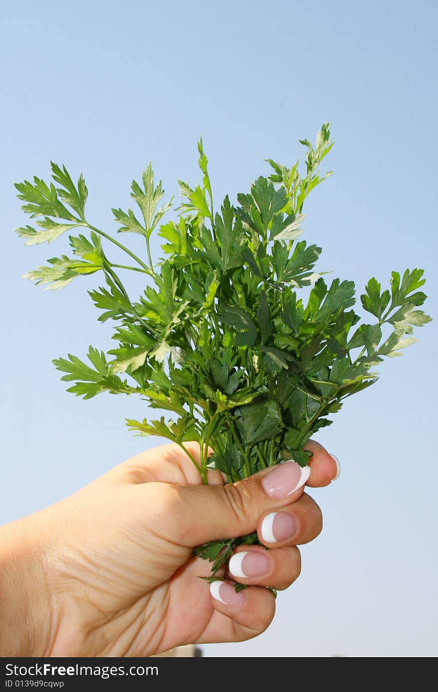 Parsley in hands on a blue background