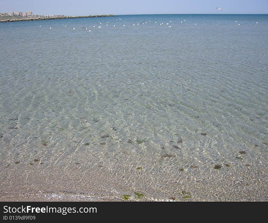 Seagulls - Black Sea