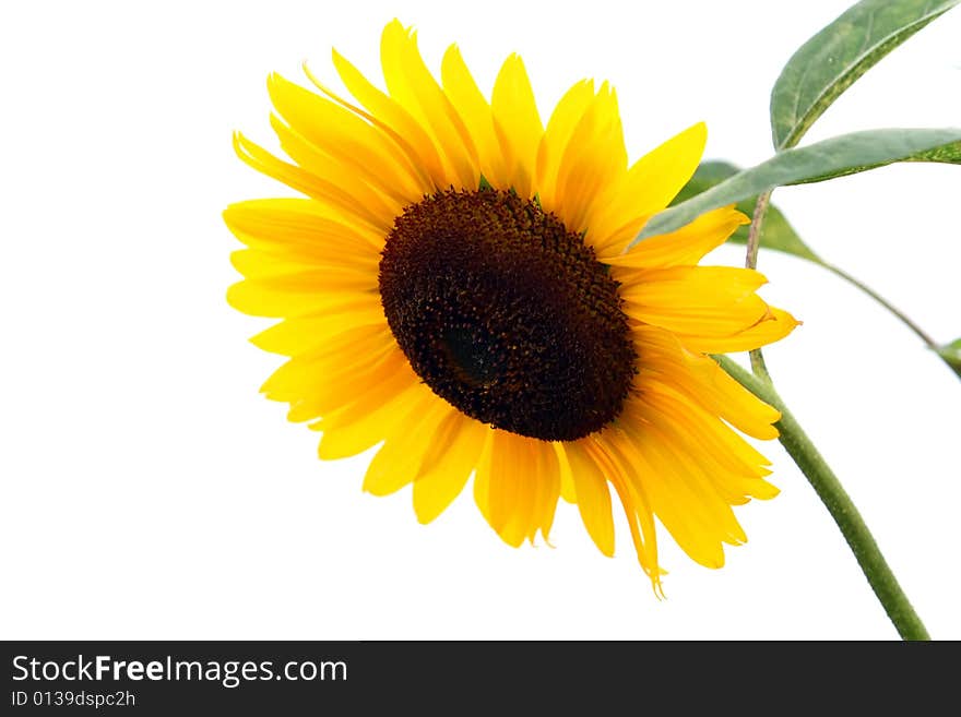 Beautiful yellow sunflower with isolated background