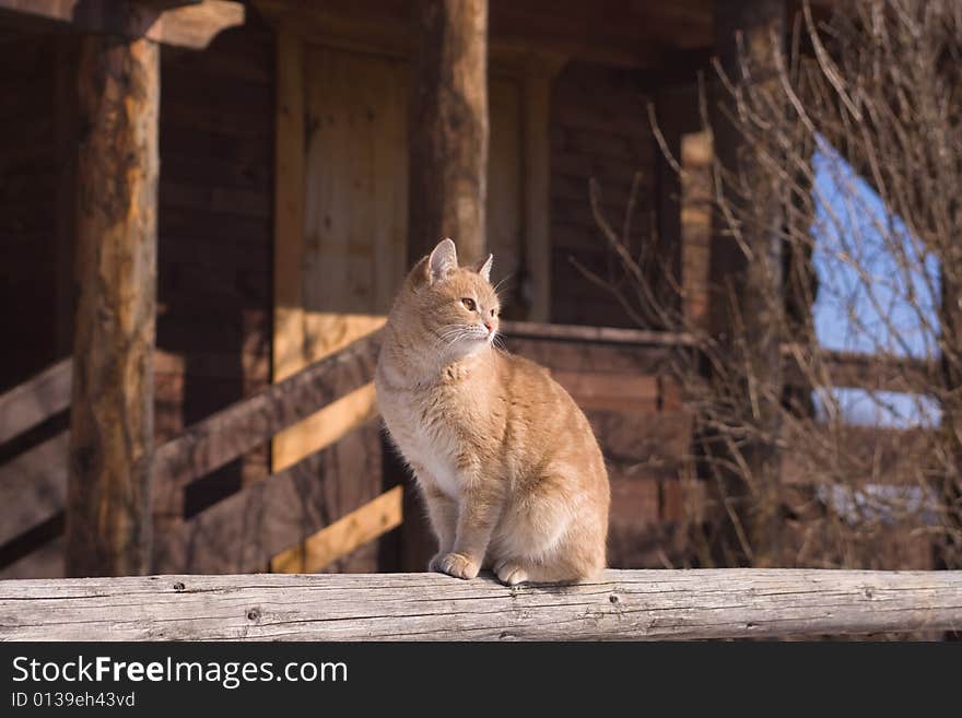 Tabby cat sitting on a porch of a country house. Tabby cat sitting on a porch of a country house