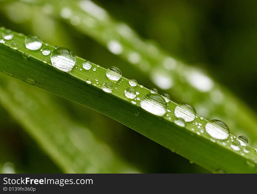 Raindrops on green grass