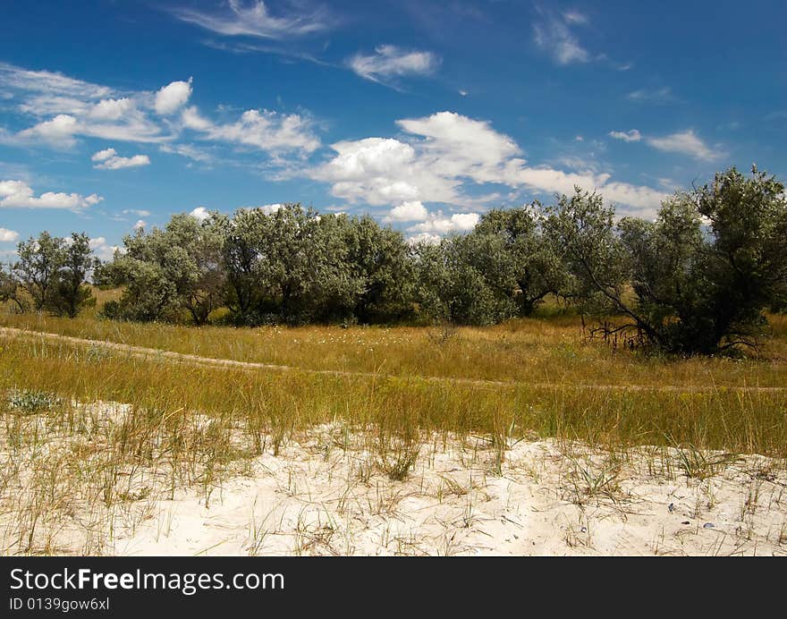 Summer landscape with sky and trees