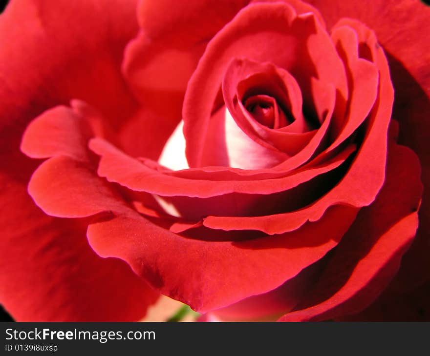 Petals of a bud of a rose of claret color