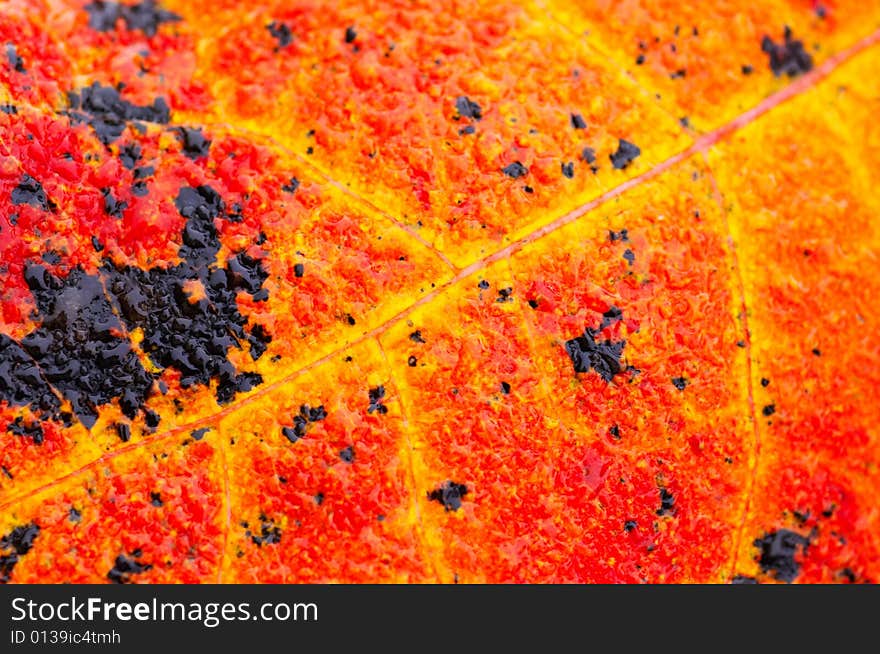 Close up of red leaf