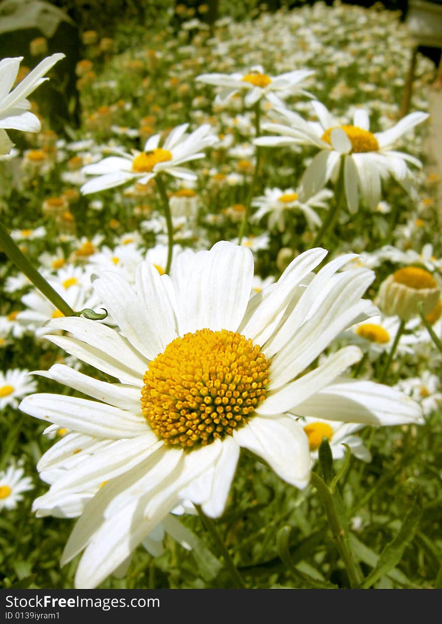 Big chamomile field under sunshine. Big chamomile field under sunshine