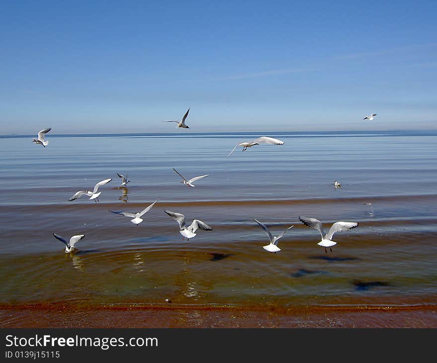 Seagulls over the sea.