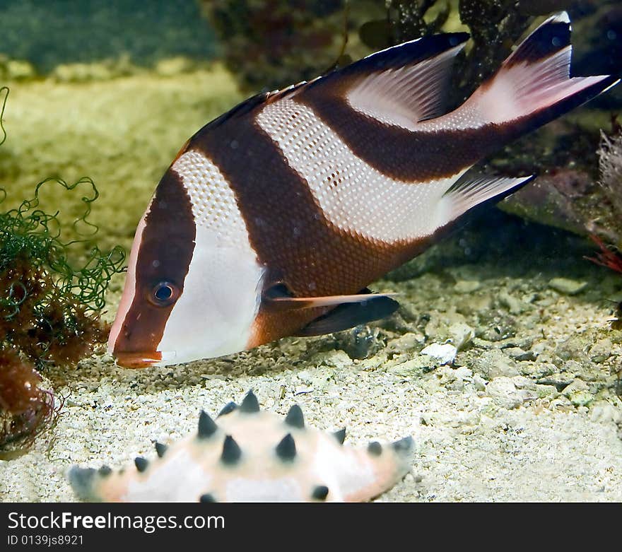 Portrait of nice tropical fish. Portrait of nice tropical fish