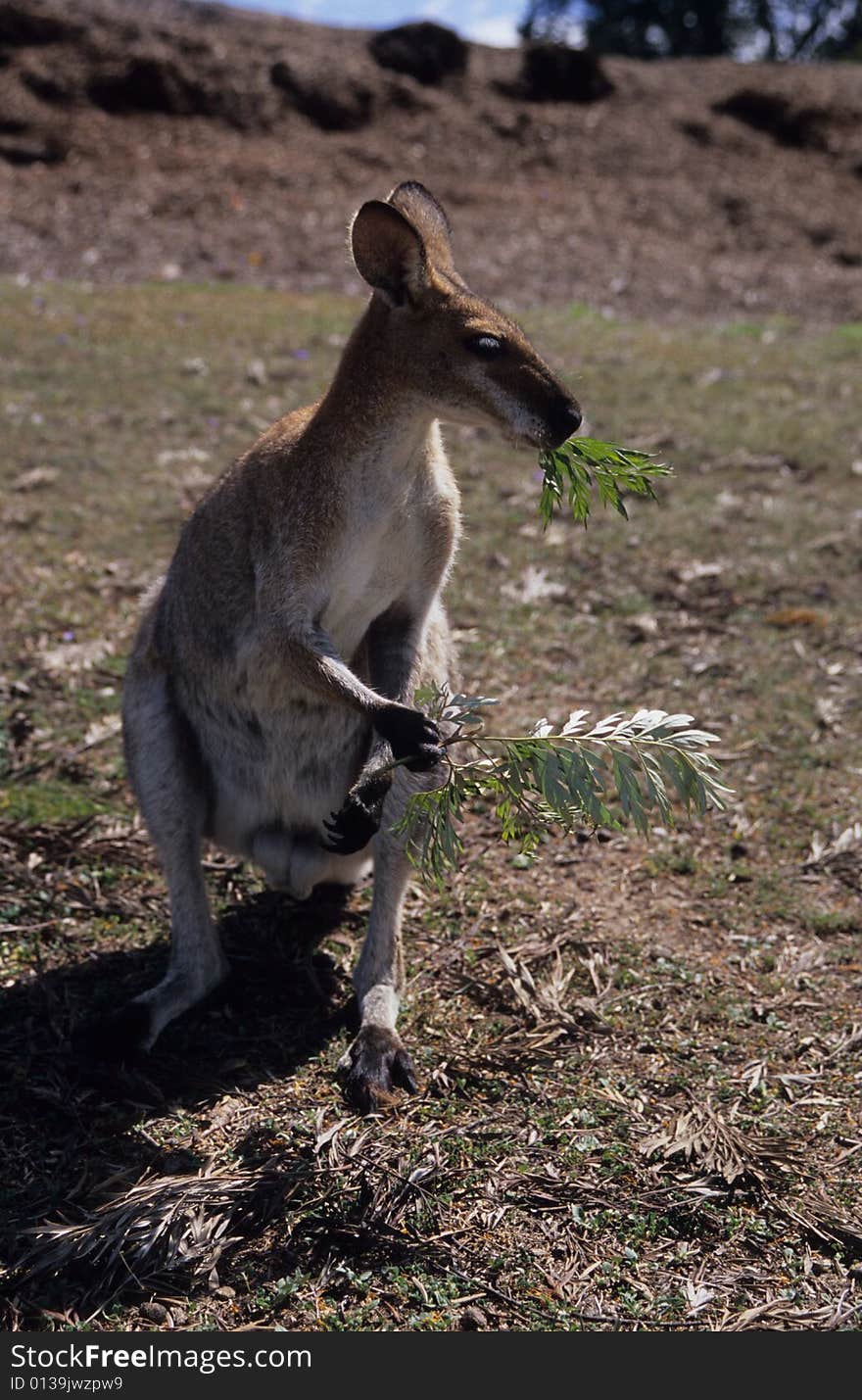 A wild kangaroo eating grass.