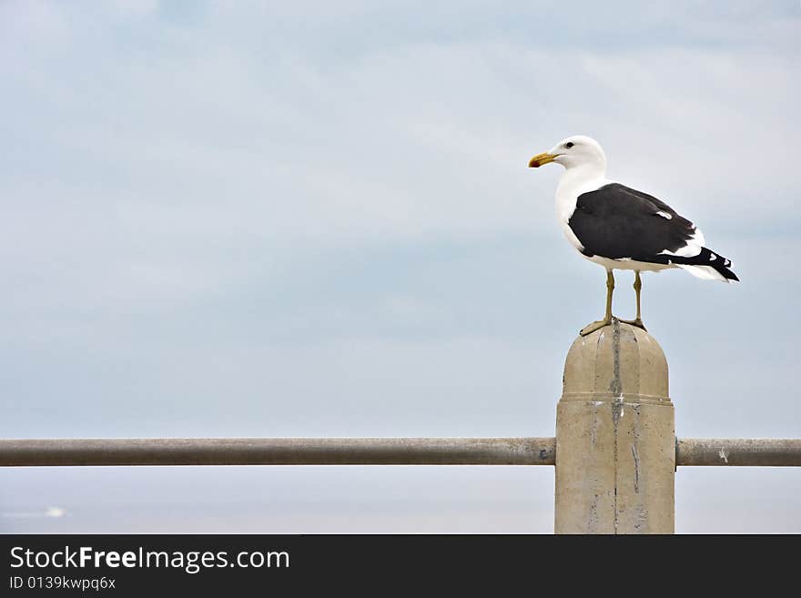 Single seagull perched on concrete pillar