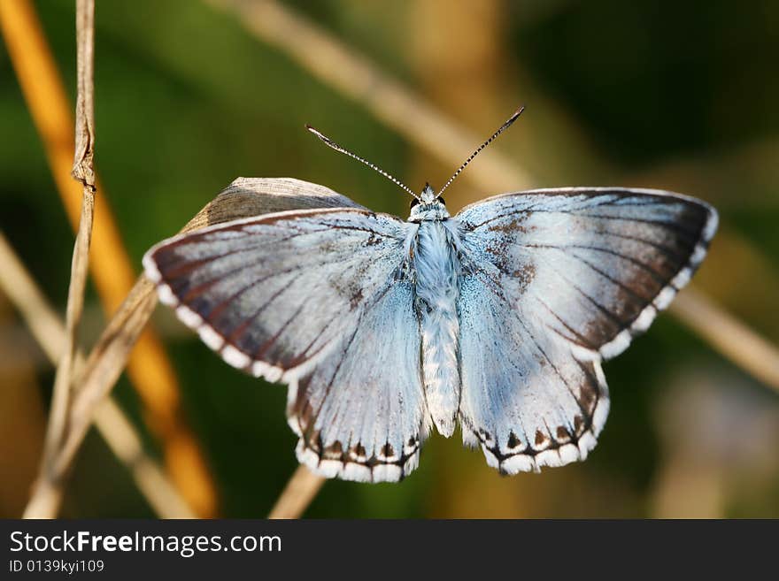 Blue butterfly on stalk of grass