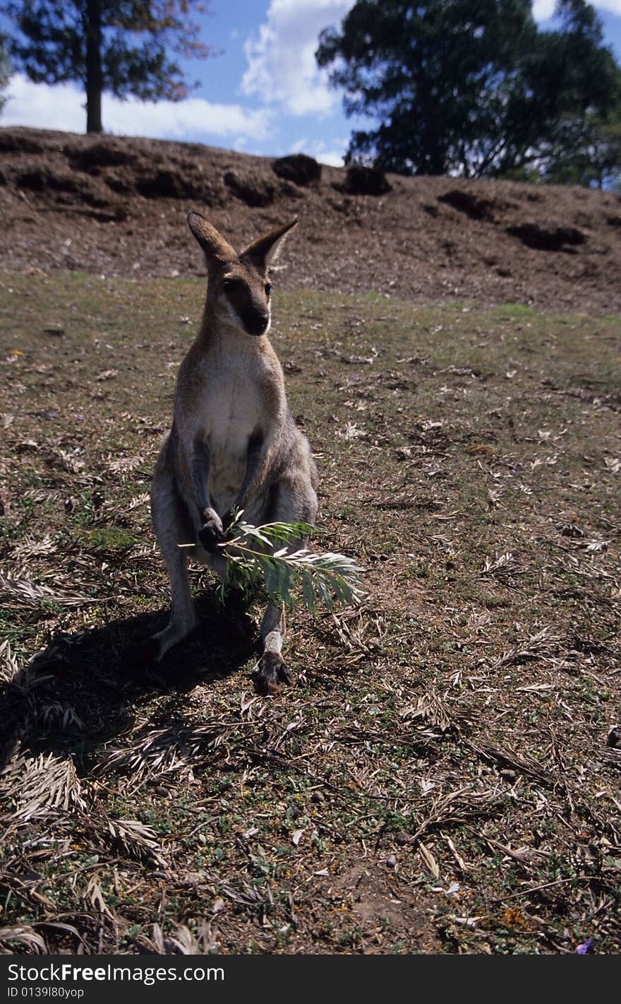 A wild kangaroo looking for food in the forest of Australia.