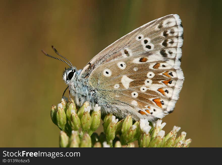 Butterfly on flower