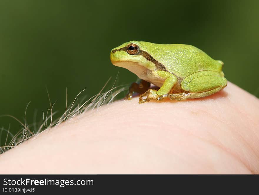 Little tree frog sitting on human hand. Little tree frog sitting on human hand