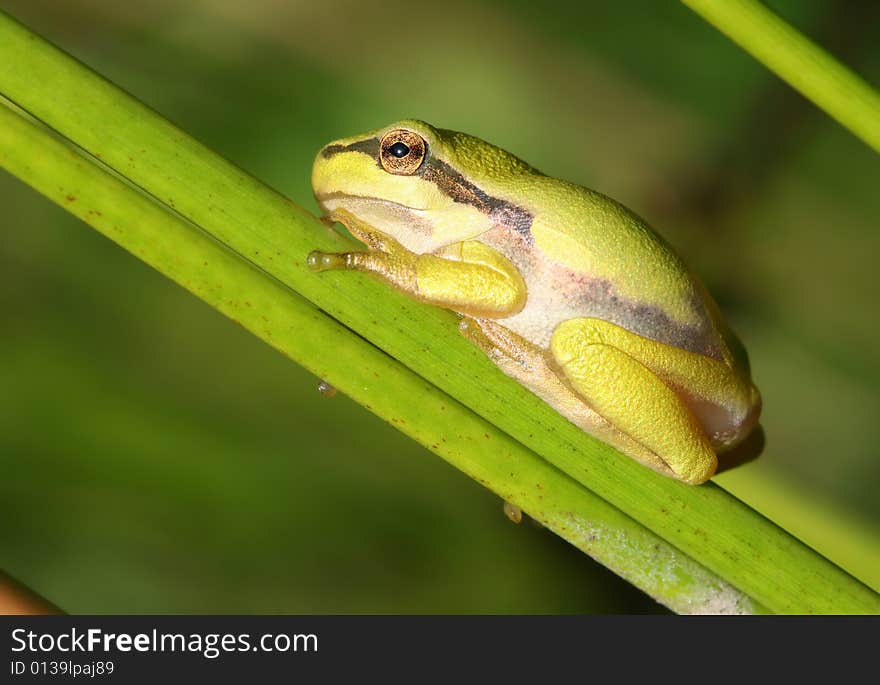 Golden tree frog on stalk. Golden tree frog on stalk