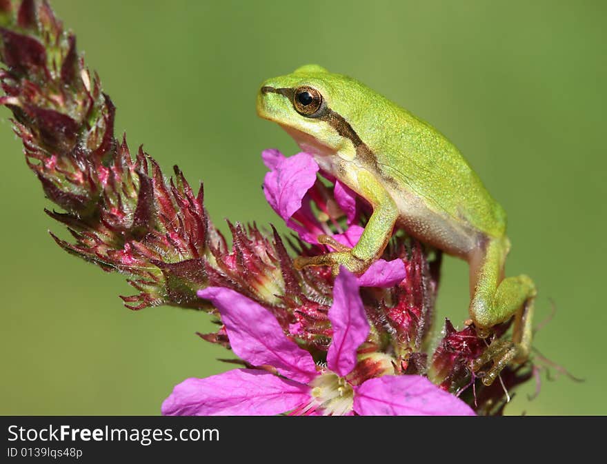 Tree Frog On Flower