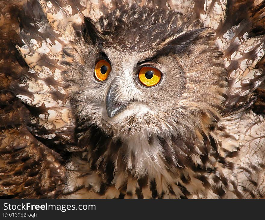 Eagle Owl (Bubo bubo)