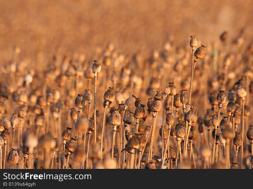 Poppy-head field