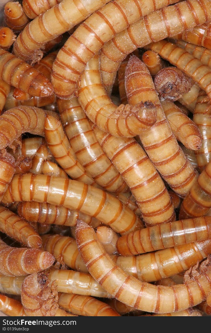 Worms