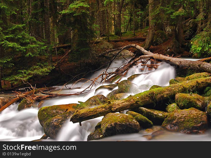 Mountain stream flows through the relic forest. Mountain stream flows through the relic forest