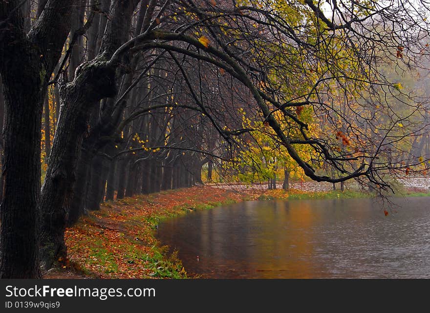 Late autumn in the park. Cold wind shake down the leaves. Late autumn in the park. Cold wind shake down the leaves