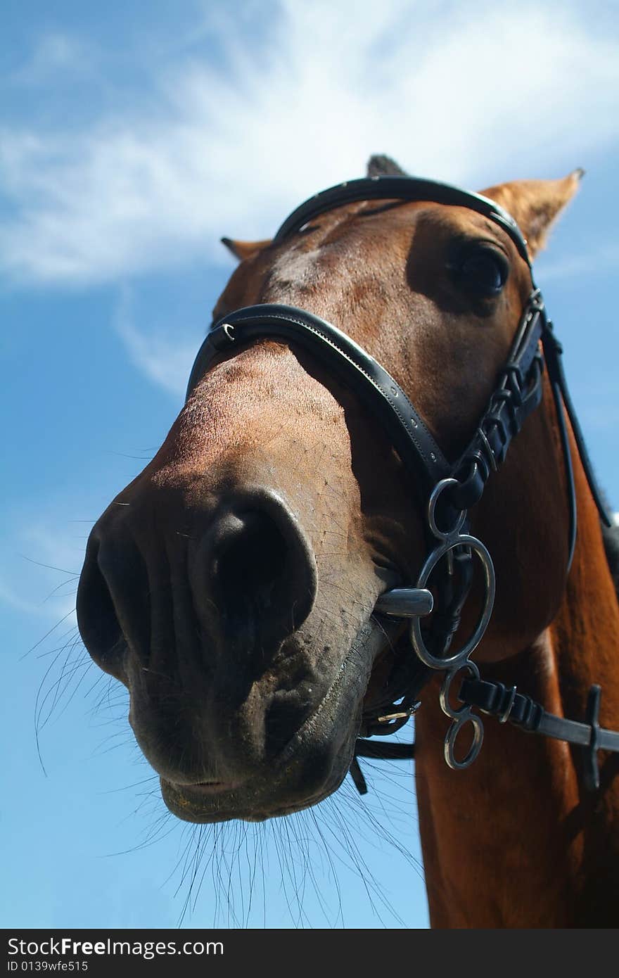 Head of a horse against the sky