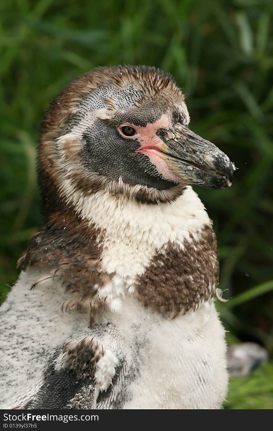 Portrait of young penguin