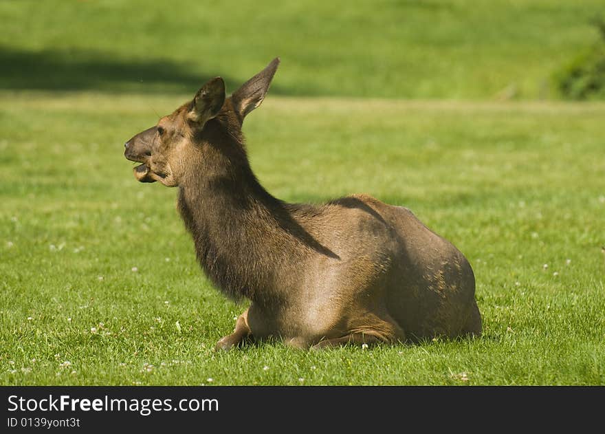 Elk sitting on grass