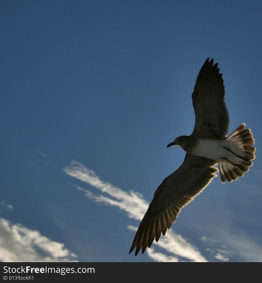 Seagull In Flight