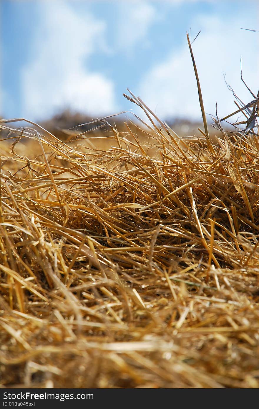 Wheat and the sky macro. Wheat and the sky macro