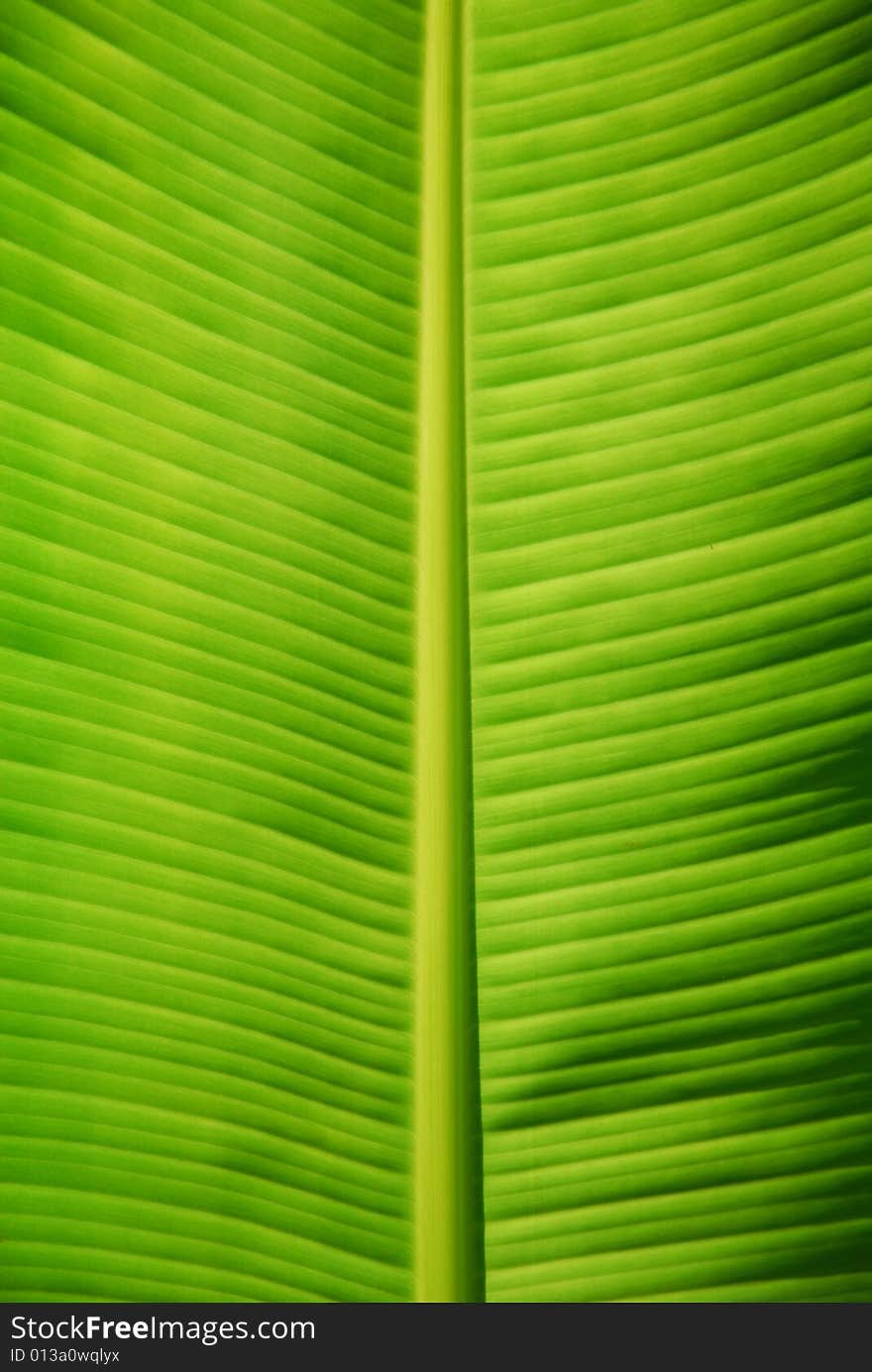 Green tropical banana leaf background