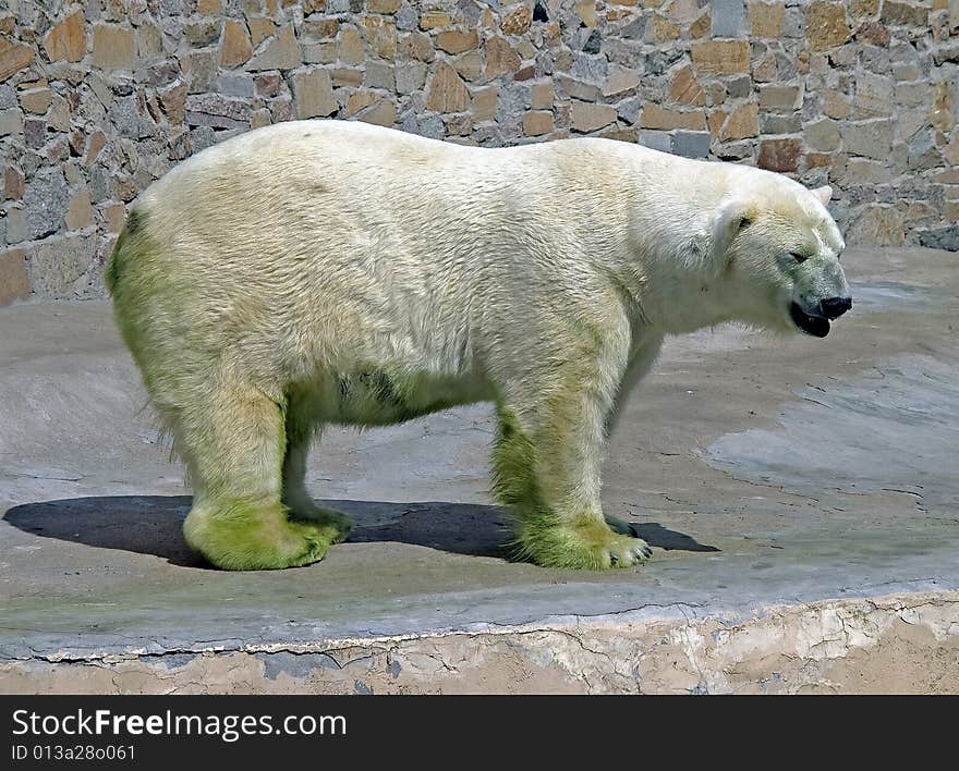 Polar Bear 8