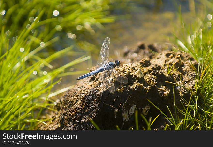 Blue dragonfly surrounded by nature.