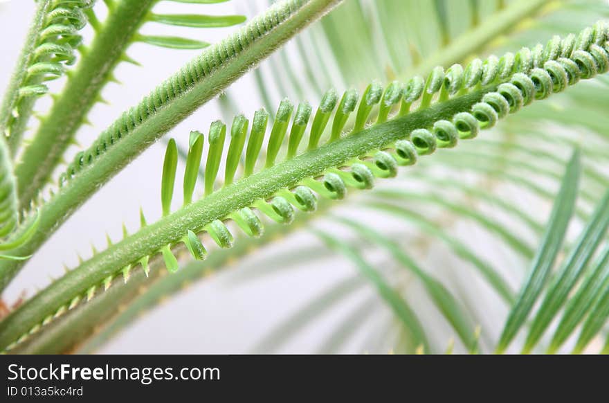 Isolated cycas leafes, white  background