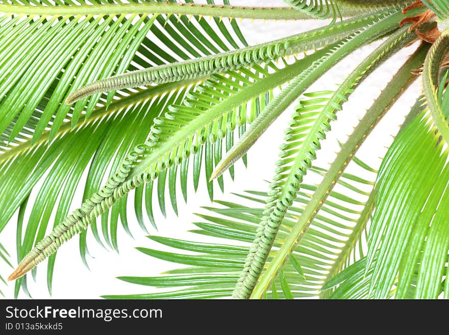 Isolated cycas leafes, white  background