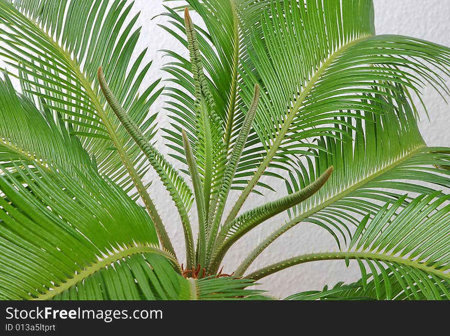 Isolated cycas leafes, white background