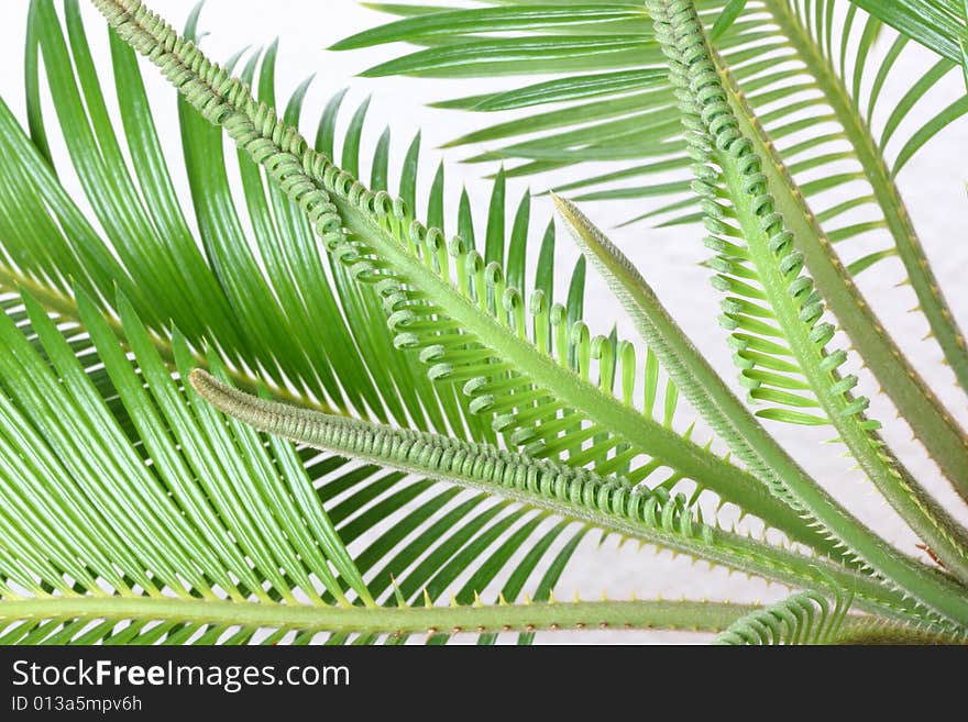 Isolated cycas leafes, white  background