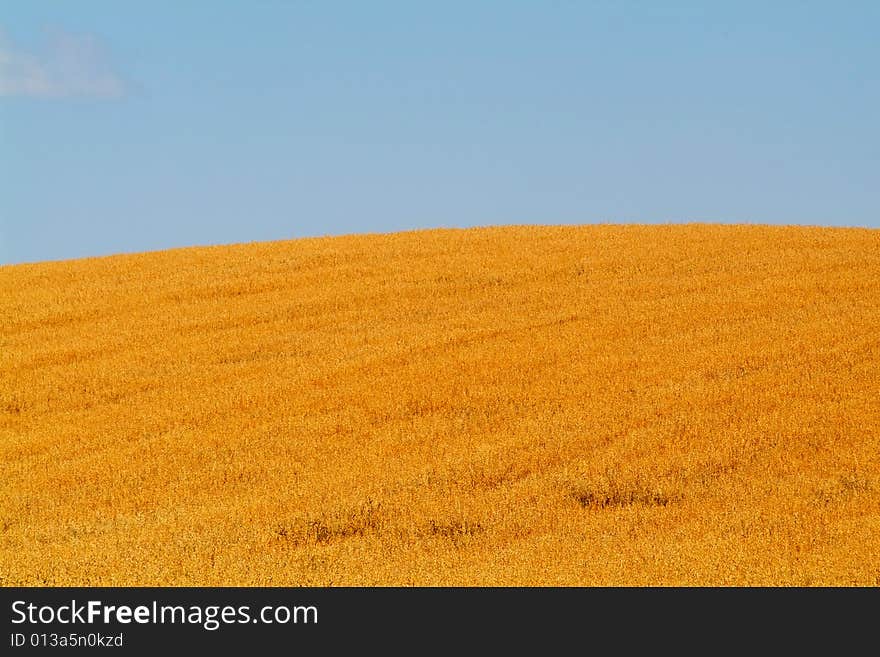 Rural Field