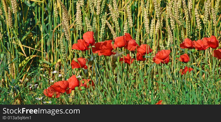 Weath And Poppies