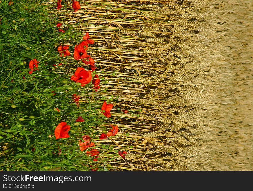 Weath And Poppies