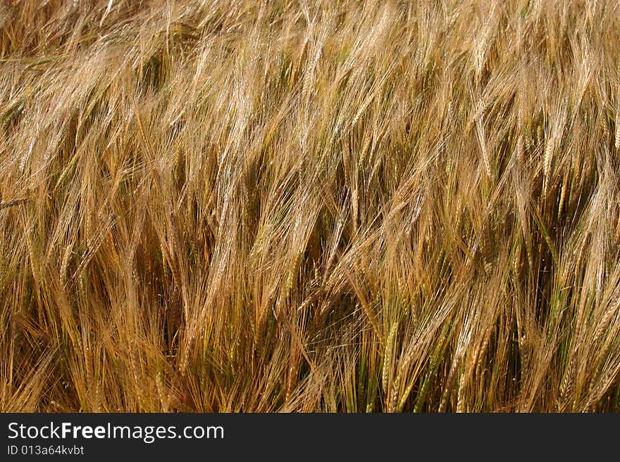 Barley in July, rural Denmark