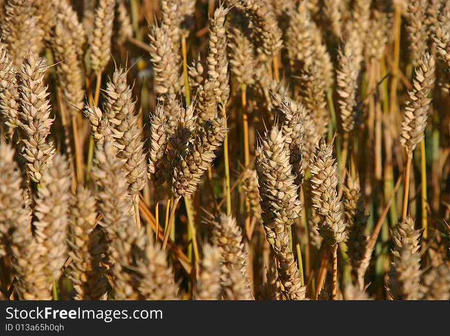 Wheat in July, rural Denmark