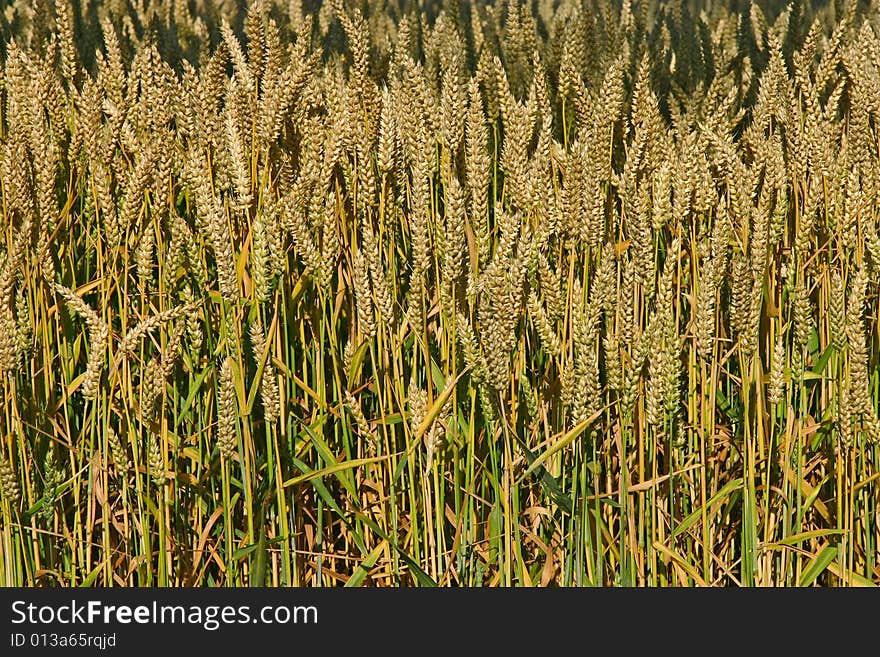 Wheat in July, rural Denmark