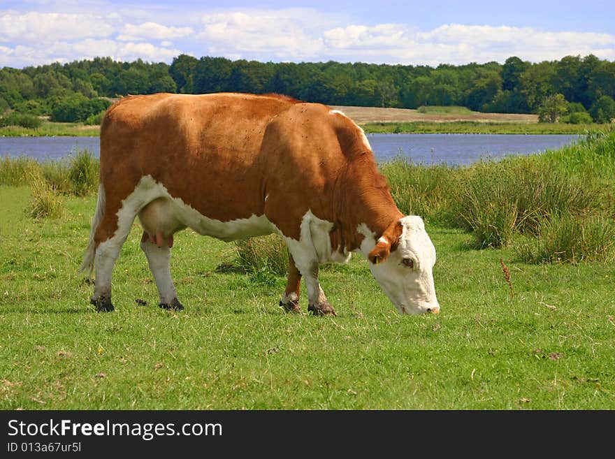 Grazing cows