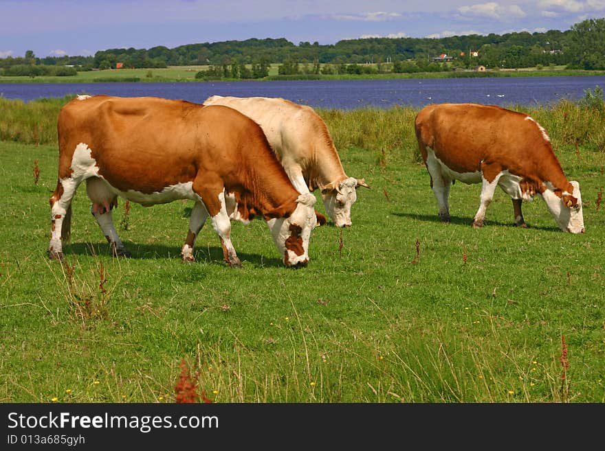 Grazing cows in rural Denmark